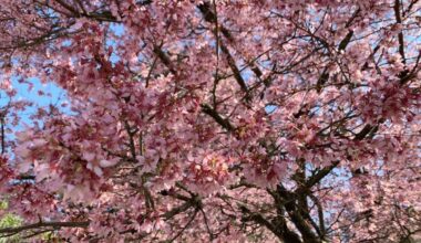 San Diego Weekend Guide: Cherry Blossom Festival; Flower Fields; Leprechaun Run; St. Patrick's Day Parade