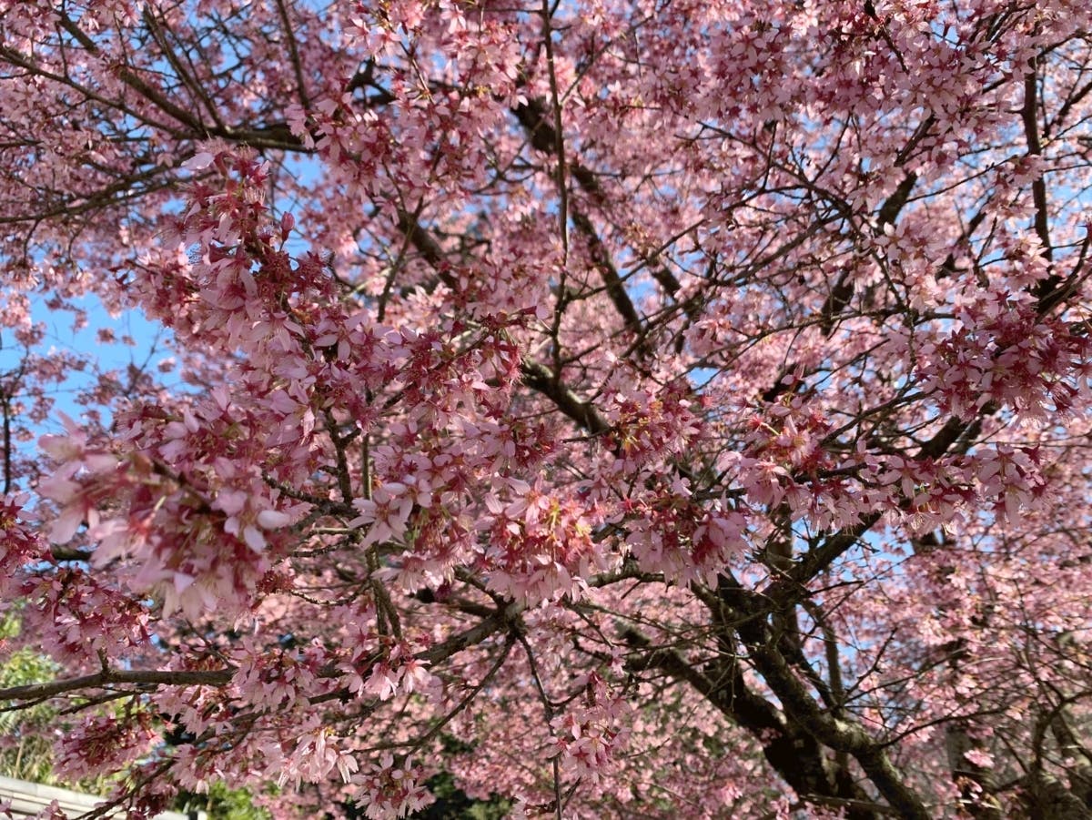 San Diego Weekend Guide: Cherry Blossom Festival; Flower Fields; Leprechaun Run; St. Patrick's Day Parade