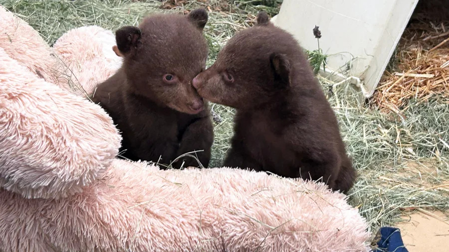 Bear cubs at wildlife facility in SoCal