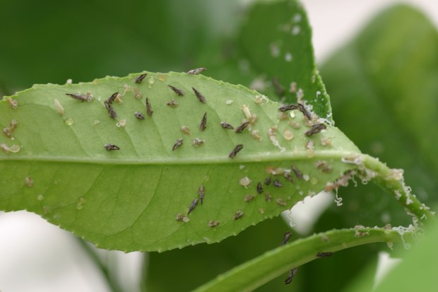 Adult and immature Asian Citrus Psyllid latch onto citrus tree leaves. The insects can infect leaves and stems with Huanglongbing, a citrus disease that kills trees and the fruit on them. (Courtesy of the United States Department of Agriculture.)