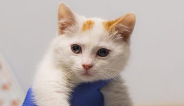 Yahoo lifestyle home