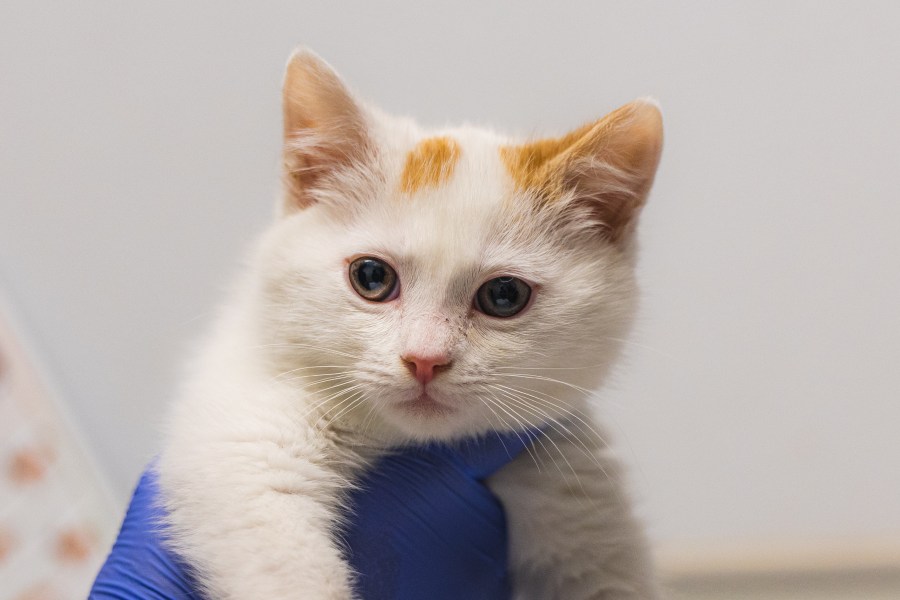 Yahoo lifestyle home