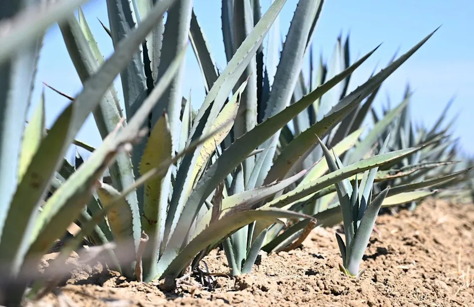 Agave, planted by Woolf Farming, could be the next big thing. Photographed Monday, Aug. 12, 2024.