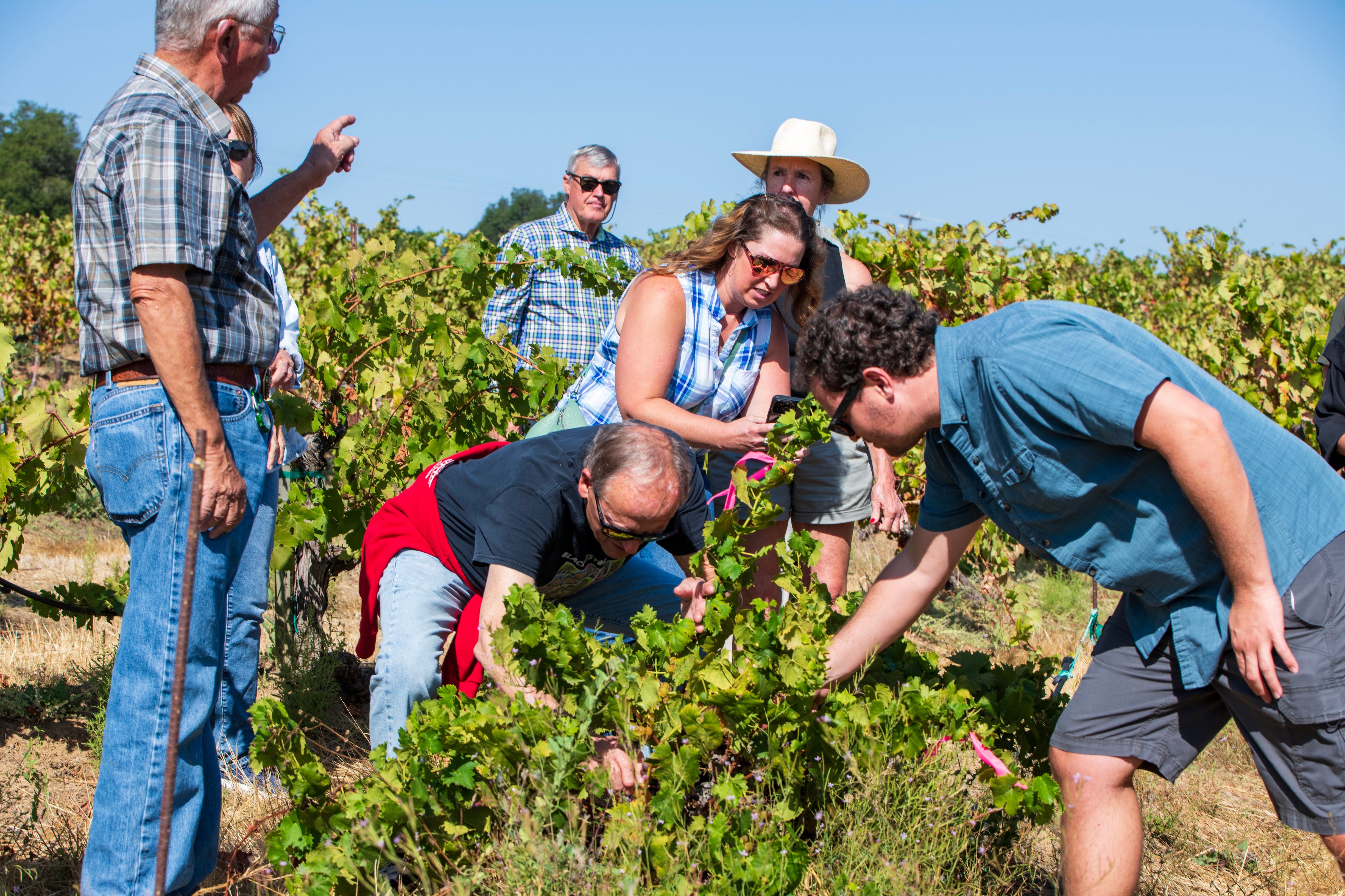 Wine industry veteran Jessie Vallery, center, joins guests picking and sampling grapes at the J. Rickards Winery in Sonoma County's Alexander Valley, which has a high concentration of independent family-owned vineyards. Amid changing demographics and a cultural shift towards healthier lifestyles, Americans are drinking less wine — with brutal consequences for winemakers
