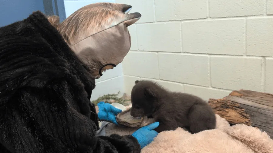 Bear cubs at wildlife facility in SoCal
