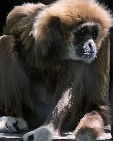 Ewell, the white-handed gibbon, at the Sacramento ZooCredit: Courtesy Sacramento Zoo