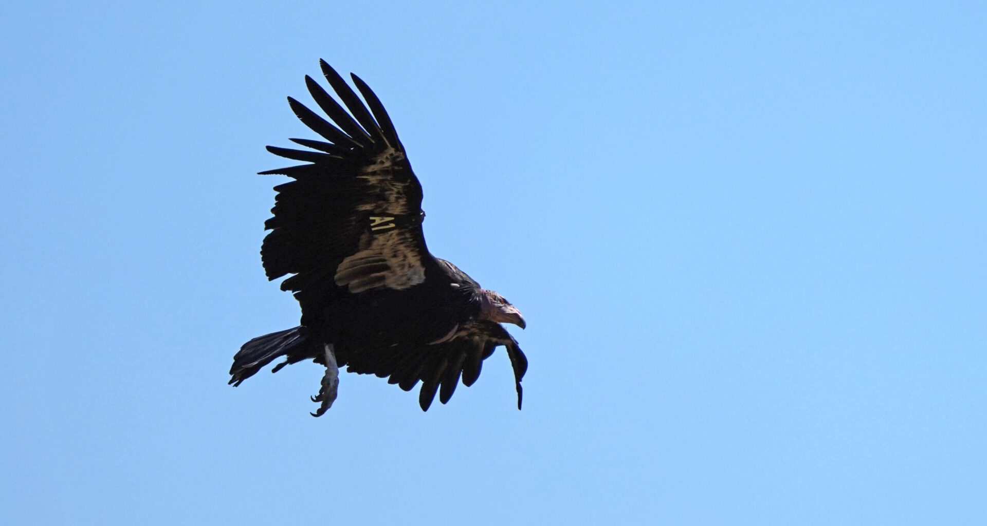 California condors nesting in Pacific Northwest for first time in a century, on Yurok territory
