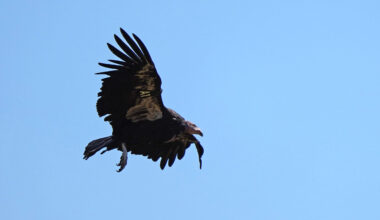 California condors nesting in Pacific Northwest for first time in a century, on Yurok territory