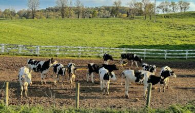 California startup tried to produce energy with... cows — The result proves we're wasting our time searching for oil in Venezuela