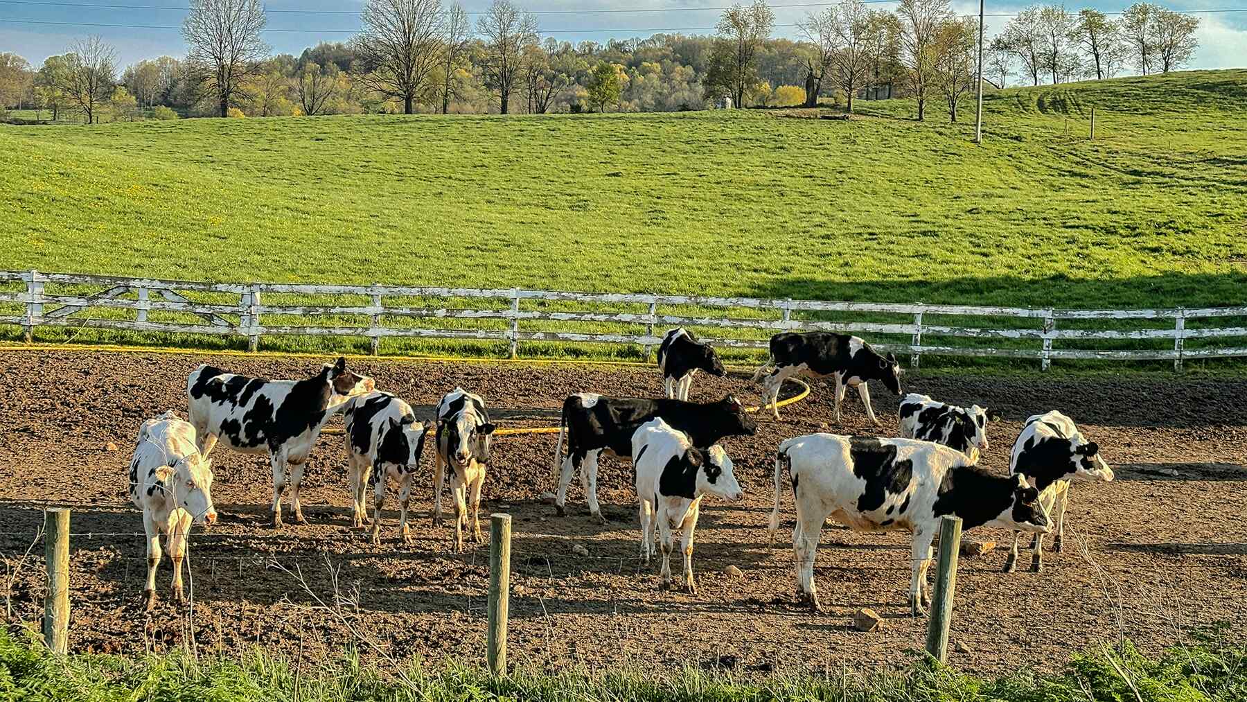 California startup tried to produce energy with... cows — The result proves we're wasting our time searching for oil in Venezuela