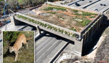 Gavin Newsom backs California’s wildlife crossing built just for mountain lions