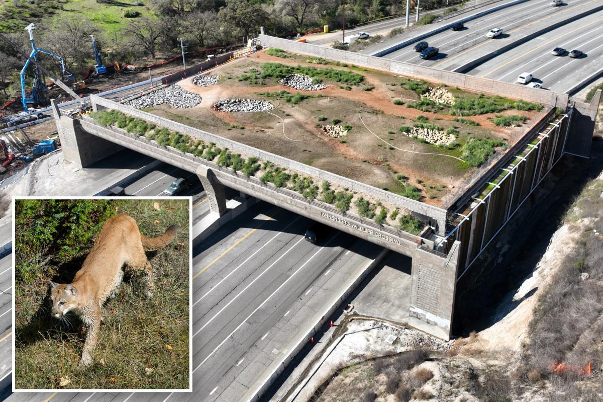 Gavin Newsom backs California’s wildlife crossing built just for mountain lions