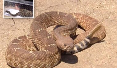 Rattlesnake sightings jump in SoCal amid warmer temperatures  