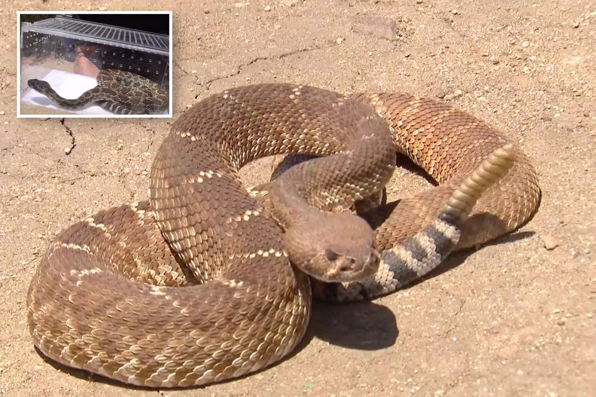 Rattlesnake sightings jump in SoCal amid warmer temperatures  