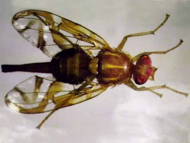 A close-up, top-down view of a small brown fruit fly with red eyes, yellow stripes on its back, and transparent wings with dark veins.