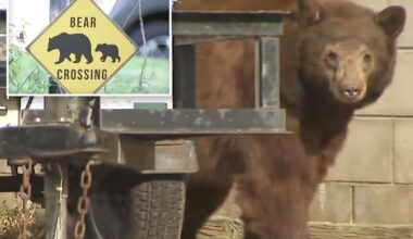 Woman narrowly escapes death after being attacked by a bear at her suburban Los Angeles home