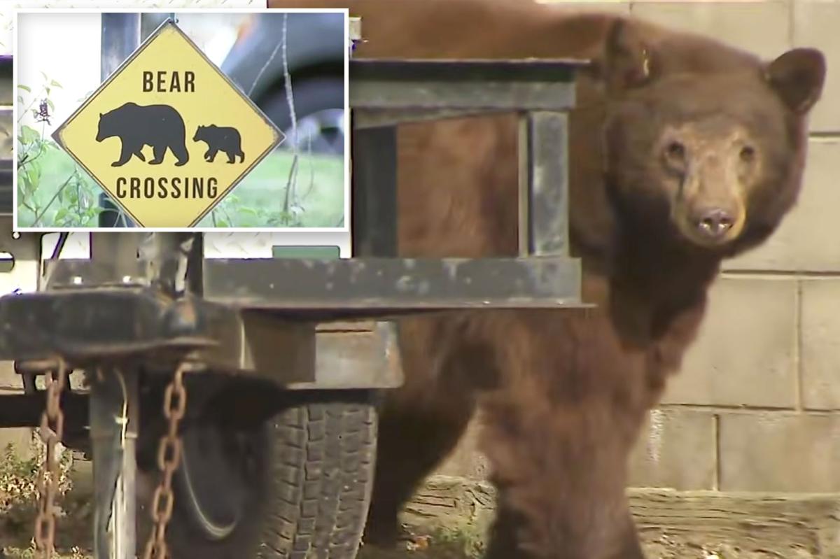 Woman narrowly escapes death after being attacked by a bear at her suburban Los Angeles home