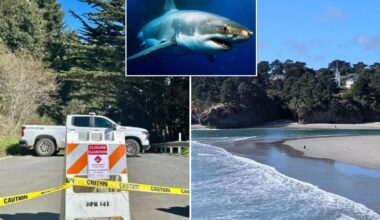 Surfer seriously injured in shark attack off California coast