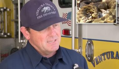 Teen bitten by rattlesnake in Ventura County amid heat wave