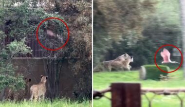 Incredible video of show bird escaping cheetahs at Fresno Chaffee Zoo