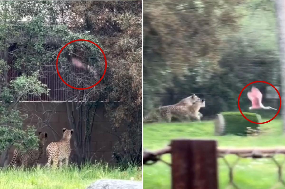 Incredible video of show bird escaping cheetahs at Fresno Chaffee Zoo