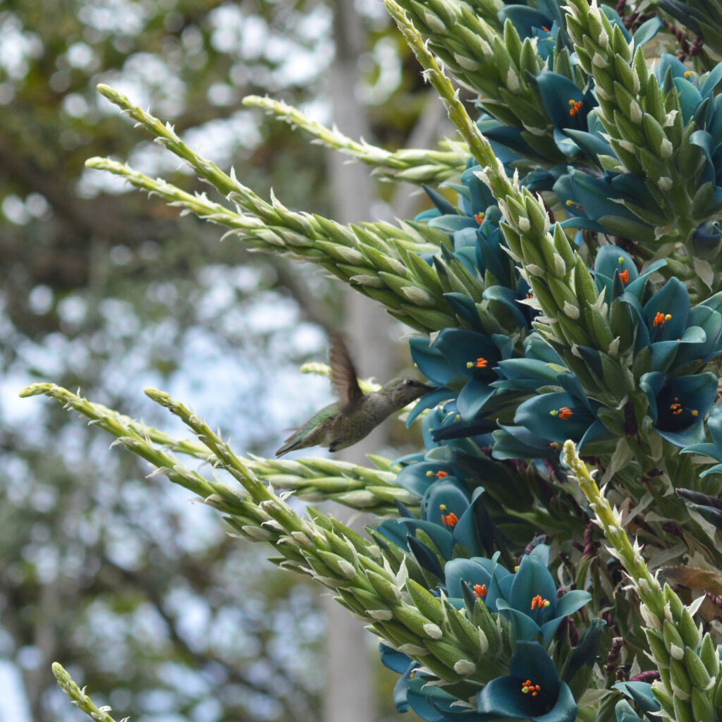 a hummingbird feeding at a large head of blue flowers
