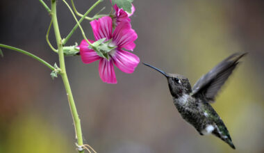 a hummingbird hovering near a deep pink flower