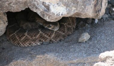 Rattlesnake Bite Kills Woman on Popular California Trail