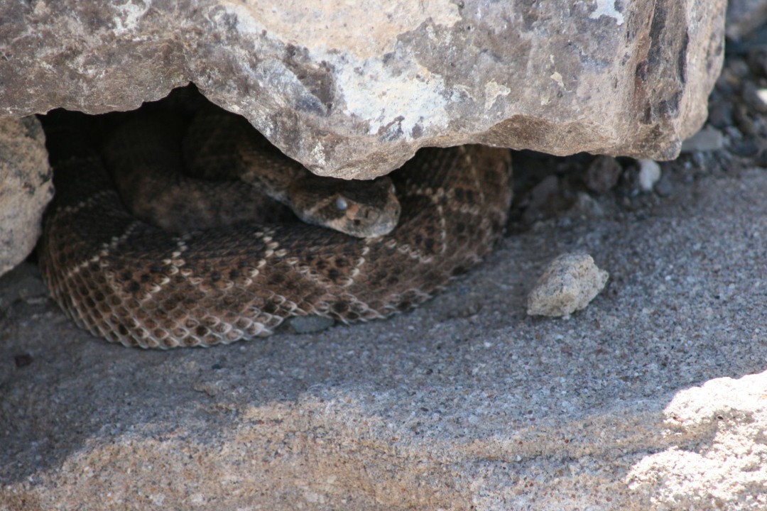 Rattlesnake Bite Kills Woman on Popular California Trail