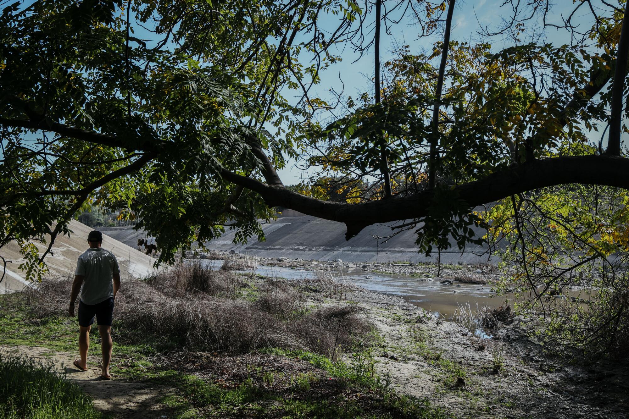 Brent Linas walks through foliage along the Trabuco Creek where no herbicide was sprayed.