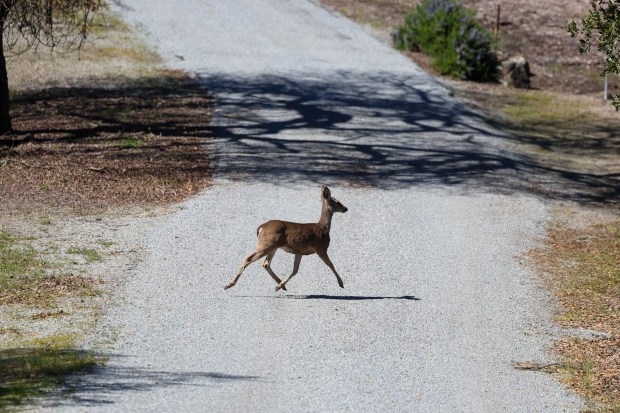 A deer crosses the road at Mead Ranch in Morgan Hill, Calif., on Friday, Feb. 27, 2026. The Peninsula Open Space Trust, a nonprofit environmental group based in Palo Alto, purchased a 1,921-acre property between San Jose and Morgan Hill that had been owned by members of the Bechtel family and sold for $24.3 million. (Ray Chavez/Bay Area News Group)