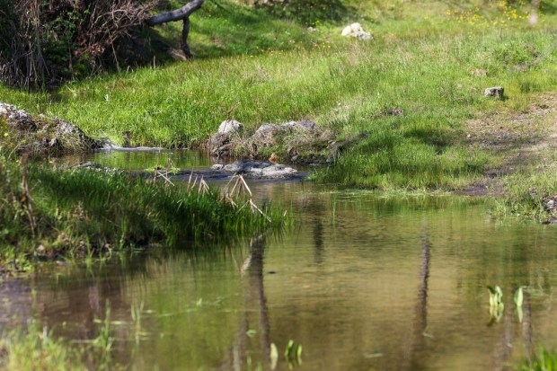 The Peninsula Open Space Trust, a nonprofit environmental group based in Palo Alto, purchased Mead Ranch in Morgan Hill, Calif., as seen on Friday, Feb. 27, 2026. The 1,921-acre property between San Jose and Morgan Hill had been owned by members of the Bechtel family and sold for $24.3 million. (Ray Chavez/Bay Area News Group)