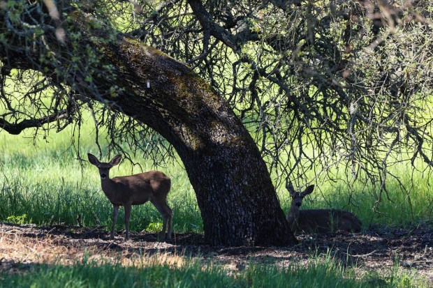 Deers cool off in the shade of a tree at Mead Ranch in Morgan Hill, Calif., on Friday, Feb. 27, 2026. The Peninsula Open Space Trust, a nonprofit environmental group based in Palo Alto, purchased a 1,921-acre property between San Jose and Morgan Hill that had been owned by members of the Bechtel family and sold for $24.3 million. (Ray Chavez/Bay Area News Group)
