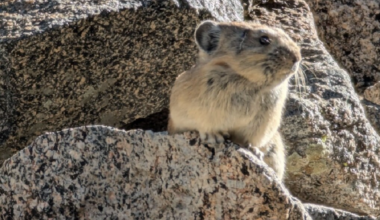 California college releases list of mascots in bid to replace Claim Jumper