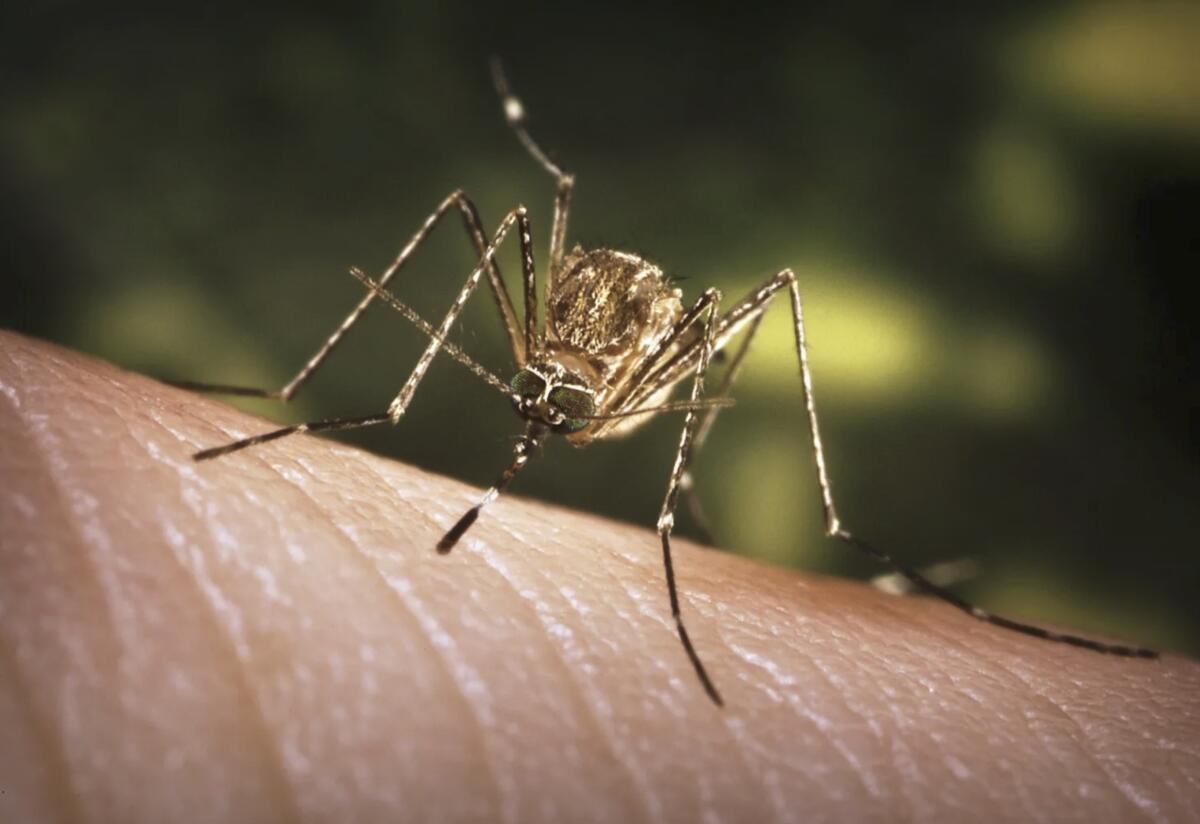 A close-up view of a Culex tarsalis mosquito resting on human skin. 