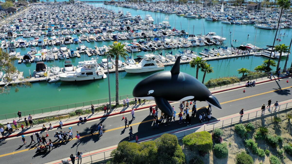 Dana Point Harbor celebrates Annual Dana Point Festival of Whales.