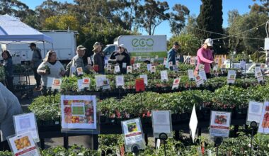 Tomatomania brings hundreds of rare varieties to SD County