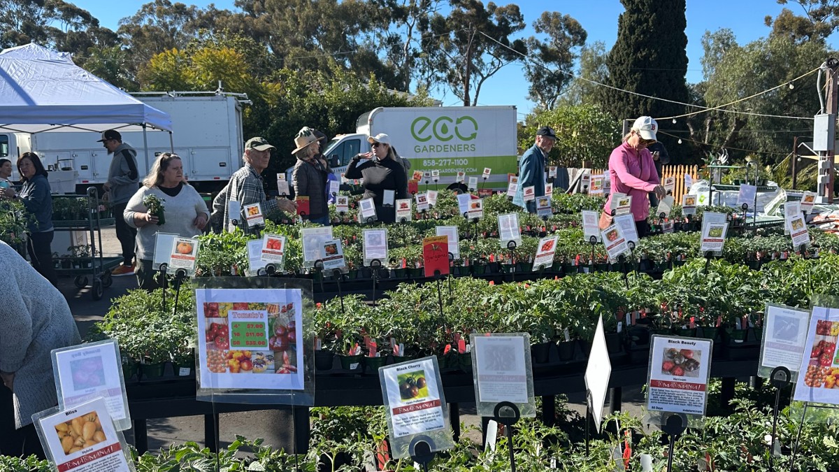 Tomatomania brings hundreds of rare varieties to SD County