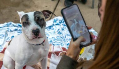 Sacramento donor leaves $360,000 to Bradshaw Animal Shelter