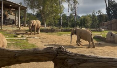 Elephant Valley finally open at San Diego Zoo Safari Park