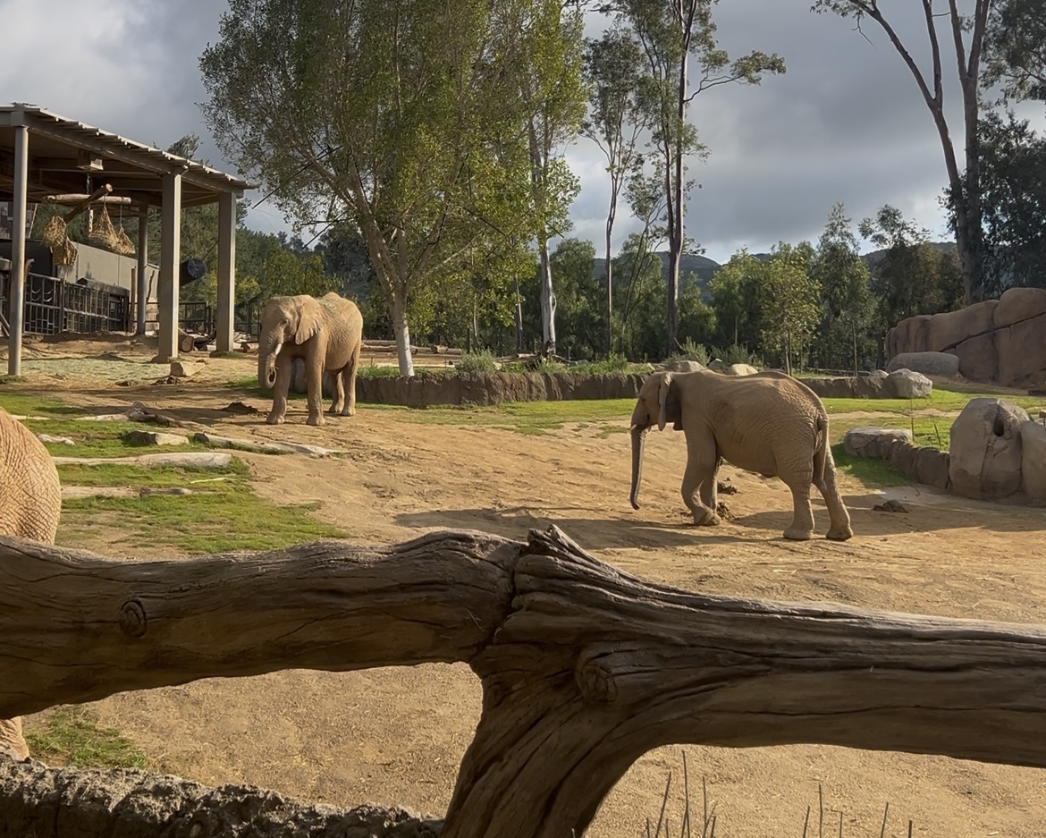 Elephant Valley finally open at San Diego Zoo Safari Park