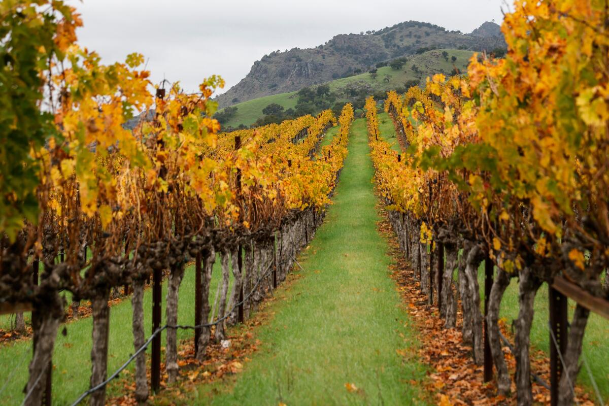 A vineyard in Napa, Calif.,