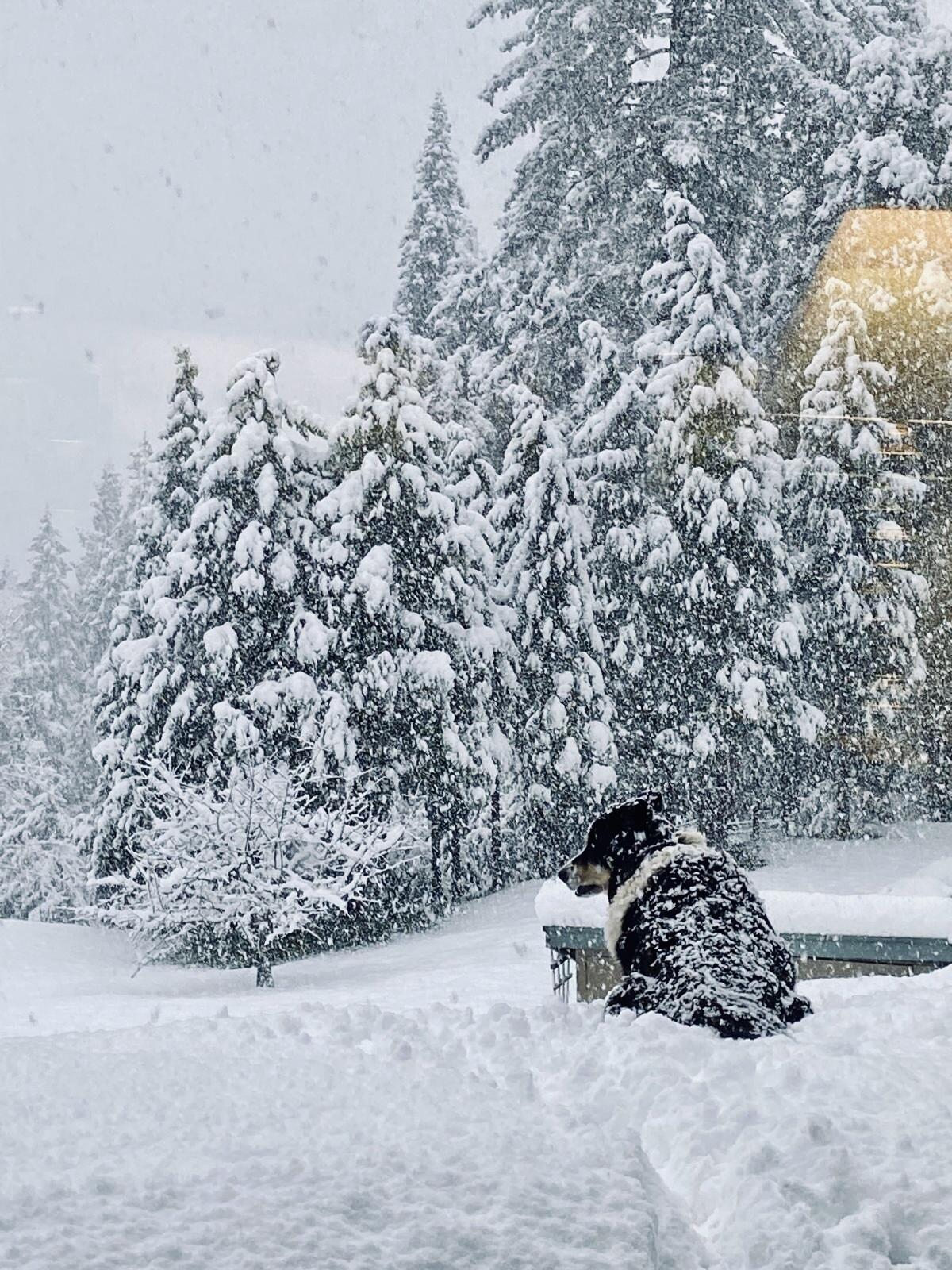 A Bernese Mountain Dog enjoys the snow in his backyard 