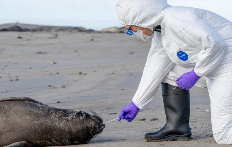 Person in protective gear swabs a seal on a beach.