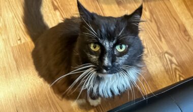 East Bay pets of the week for March 13