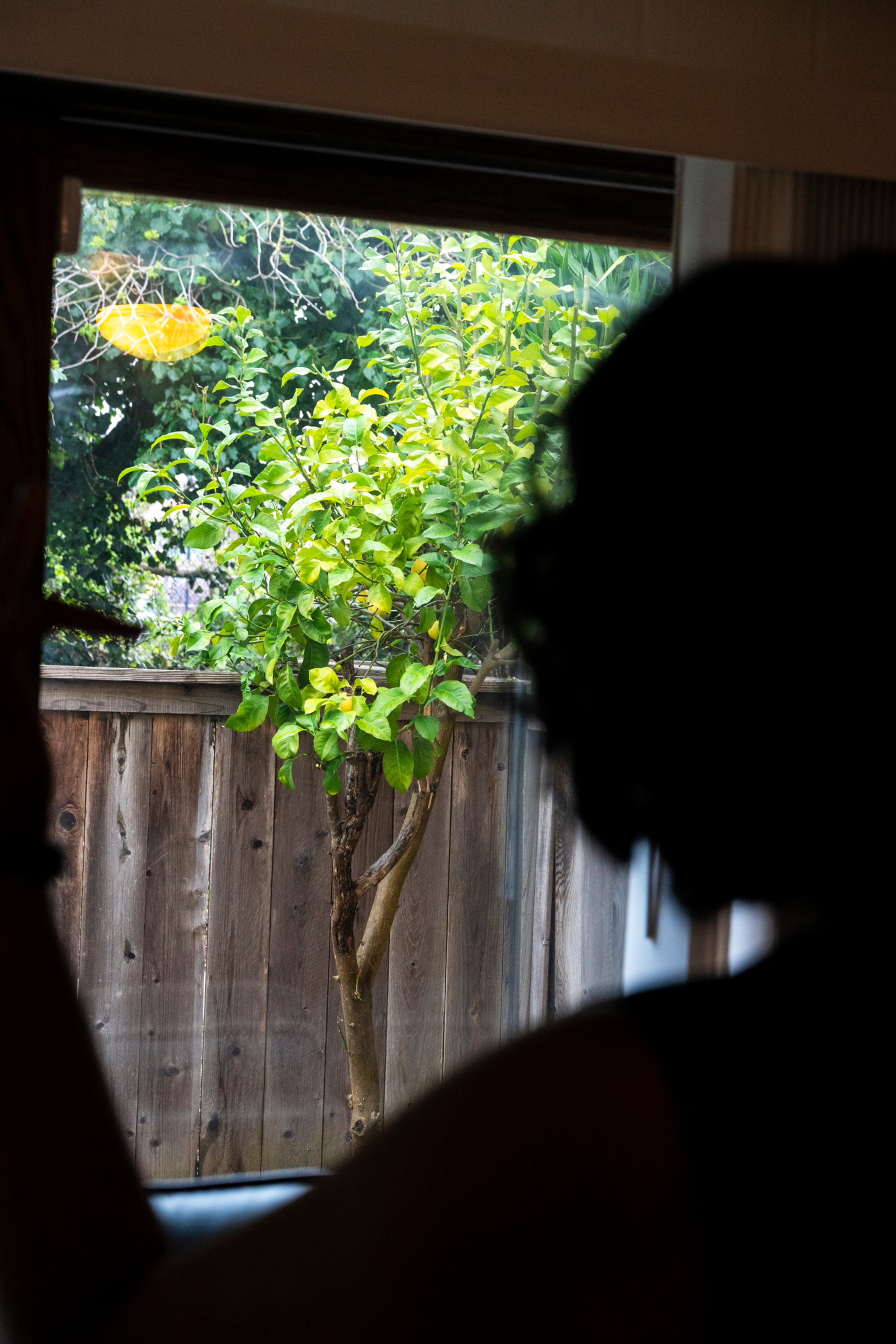 A silhouette of a person looks out a window at a small leafy tree in a fenced backyard during daylight.