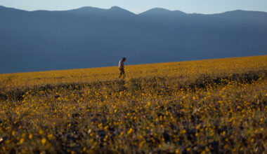 Wildflowers are blooming in the driest place in North America — but not for long