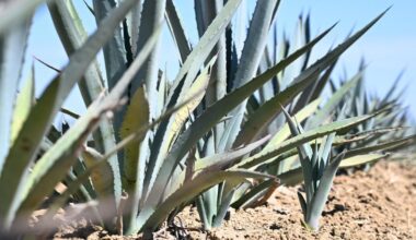 Westlands report: agave growth and fallowing rise in 2025