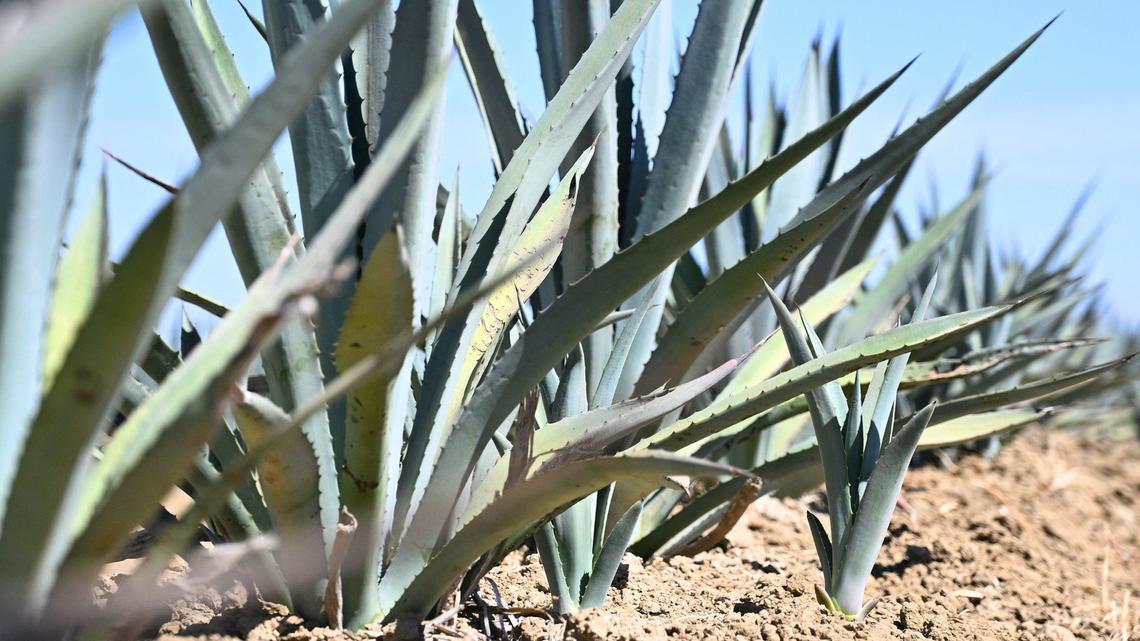 Westlands report: agave growth and fallowing rise in 2025