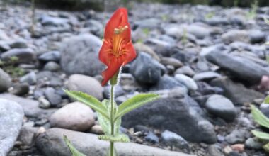 Rapid evolution helped wildflowers survive California’s megadrought